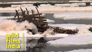 Polluted Yamuna river flowing in Delhi [upl. by Ballou]