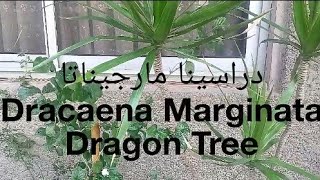 نباتات الزينه  دراسينا مارجيناتا طرق العنايه Dracaena Marginata [upl. by Enilatan472]