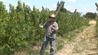 Introduction to Nectarine Crop Load Field Laboratory Experiment Tatura Trellis [upl. by Engen]