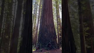 Coast Redwoods in Rockefeller Forest of Humboldt Redwoods State Park of Northern California [upl. by Haleemaj]