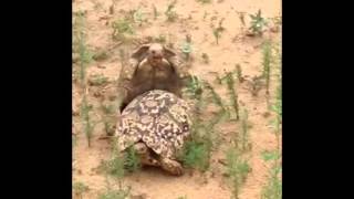 Funniest Mating Turtle FAIL [upl. by Tallu]