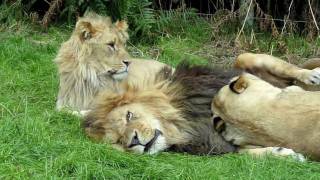 Lion amp lioness acting cute   Knowsley Safari Park [upl. by Iveksarap]