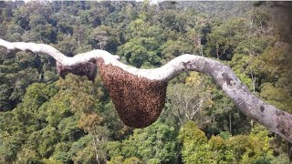 Cẩn cảnh chinh phục tổ ong quá cao nguy hiểm đáng sợ p2  Catching bees in tall trees is dangerous [upl. by Strickland]