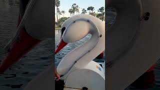 OnlyinLB Swan Boats [upl. by Ymmat365]