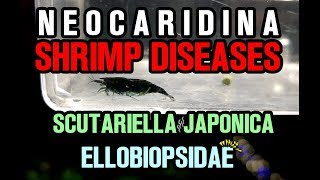 NEOCARIDINA SHRIMP DISEASES PARASITES  Scutariella Japonica amp Ellobiopsidae [upl. by Ardena]