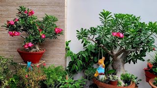 Adenium winter Dormancy care सर्दियो मे अडेनियम की देखभाल कैसे करे 5 जरुरी टिप्स [upl. by Enahsed276]