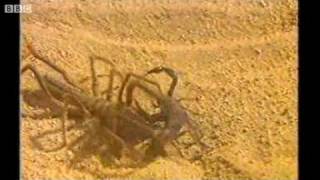 Camel Spider attacking a Scorpion [upl. by Mlohsihc459]