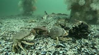 Washington State Dungeness Crab diving [upl. by Niliram]