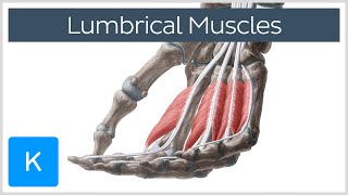 Lumbrical muscles of the Hand  Origin Insertion amp Function  Anatomy  Kenhub [upl. by Neyud449]