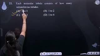 Each testicular lobule consists of how many seminiferous tubules [upl. by Akiv]