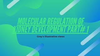 Molecular regulation of kidney development part 1  embryology of urogenital system  special embryo [upl. by Nelyk]