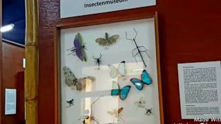 🕸🦀🐝🐜🕷Insects museumInsecten museum in Lelydorp Suriname🕸🦀🦂🕷🐜🐝 [upl. by Azrim]