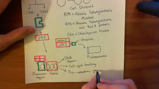 Mitomycin C Part 5 [upl. by Arihsat]