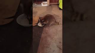 Adorable Baby Racoon makes cute Noises [upl. by Bowne]