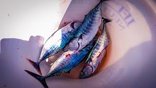 Bonito  Bonita Fishing off Jetty catch and cook Ceviche Long Beach CA [upl. by Travis378]