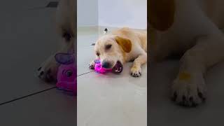 मेरे डॉग ने सबको पकड़ लिया😭 funnydogs shorts [upl. by Atoel]