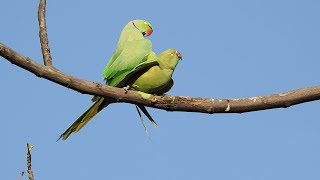 Parrots mating  Rose ringed Parakeet pair [upl. by Jo4]