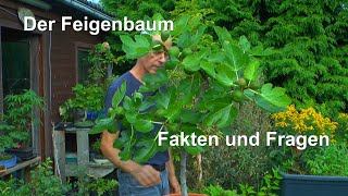 Feigenbaum Die echte Feige als Topfpflanze Fakten zur Pflege und Fragen zur Ernte der Essfeige [upl. by Dominick]