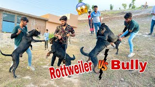 Rottweiler Dog Ny Bully Dog Par Dhava Bol Diya 😱 [upl. by Aelak]