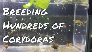 How To Breed Hundreds of Corydoras [upl. by Tana603]