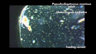 Zooplankton feeding copepod adults and larvae nauplii eating various phytoplankton [upl. by Erdda375]