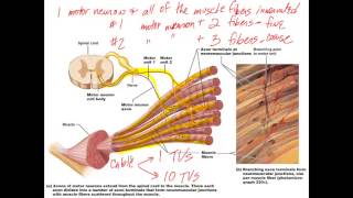 Chapter 9 Lecture C Excitation Contraction Coupling Types of Contractions [upl. by Aruon]