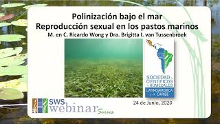 Zoobenthophily a new type of pollination for marine plants in Spanish [upl. by Ardenia]