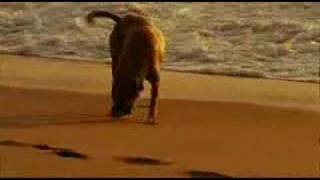 Pedigree quotFetchquot Commercial 2007 [upl. by Kcirdderf]