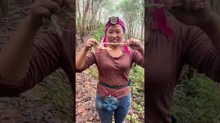 Extracting natural rubber from the rubber tree [upl. by Arri]