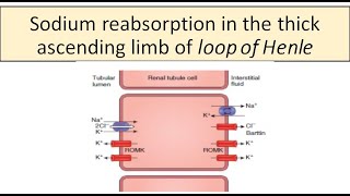 Sodium reabsorption Thick ascending limb of Loop of Henle [upl. by Eeuqram]