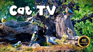 Cat TV for Cats to Watch 🐈  GOlDFINCH AND TITMICE 🐦‍⬛ 4K [upl. by Haldan]