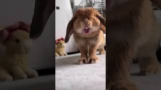 You’ve Never Seen Rabbits This Funny 🤣🐰  Adorable Bunnies [upl. by Fari]