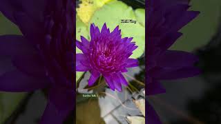 waterlilly waterlily gardentalk gardenplants kl31vlog garden gardening [upl. by Eidnalem]