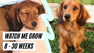 Shaded Red Dachshund Puppy Grows From 8  30 Weeks Colour Transformation shorts [upl. by Livia]