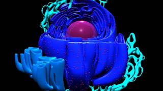 कोशिका अंगक  आंतरद्रव्यजालिका Endoplasmic reticulum  Animated 3D model  in Hindi [upl. by Aural914]