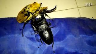 Megasoma elephas vs Dorcus titanus palawanicus [upl. by Fidelia]