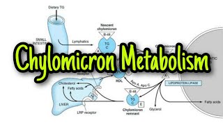 Metabolism of Chylomicron Lipoprotein part1 [upl. by Maxentia]