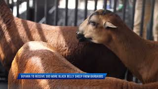 Guyana to receive 300 more black belly sheep from Barbados [upl. by Cut]