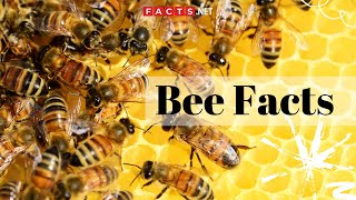 Bee Facts  All About Honeybees Bumblebees and Queen Bees [upl. by Tessil]