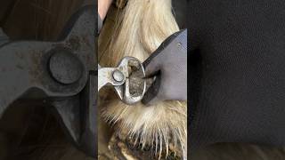 Satisfying ergot trim horse farrier asmr [upl. by Laira]