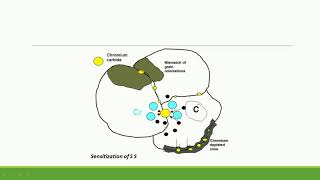 Sensitization of Stainless steels [upl. by Hilarius]