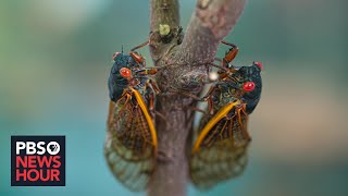 Cicada season What to expect from the coming brood thats been underground for 17 years [upl. by Northway477]