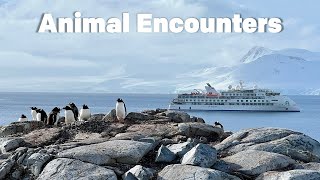 Antarctica  Shore Landings and Zodiac Rides [upl. by Modeerf563]