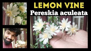 Lemon Vine Pereskia aculeata Tropical Cactus Care amp Culture  Nandanam Exotics  By Nirmal [upl. by Soirtimid]