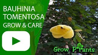 Bauhinia tomentosa grow amp care [upl. by Lev621]