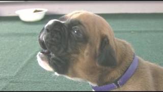 Boxer Puppies Howl in HD [upl. by Jenny]