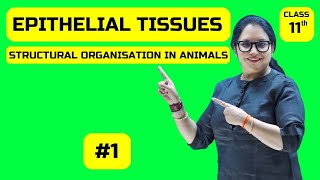 Epithelial Tissues  Structural Organisation in Animals  Class11th cbse ncert onlineclass [upl. by Notwal816]