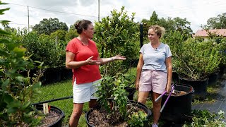 Get It Growing Time to prune Southern highbush blueberries [upl. by Eatnuhs]