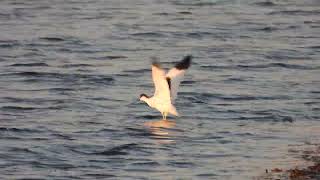 Pied Avocet Avocetta Recurvirostra avosetta [upl. by Idac]