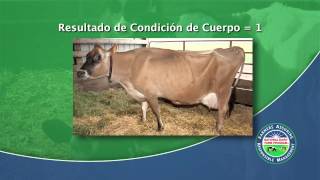 Cómo Calificar la Condición Corporal de la Vaca Lechera [upl. by Dimphia]